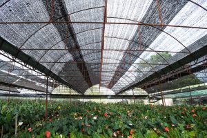 ทำฟาร์มด้วยตาข่ายบังแดด