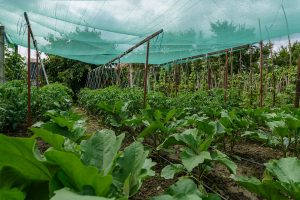 ทำฟาร์มด้วยตาข่ายบังแดด